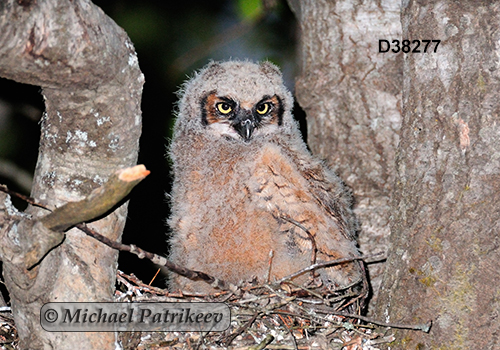 Bubo virginianus